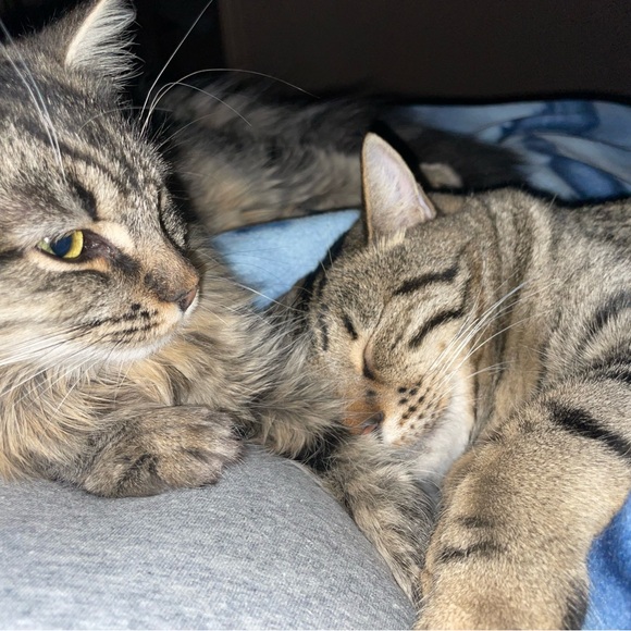 Meet your Posher, Britnie - Picture 5 of 6